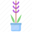 lavender, plant