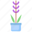 lavender, plant 