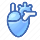 heart, organ, anatomy