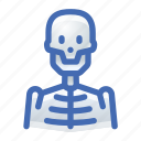skeleton, x, ray, xray