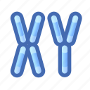 chromosomes, gene, xy