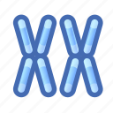 chromosomes, gene, xx
