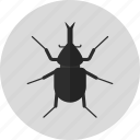 animal, beetle, bug, horn beetle, insect 