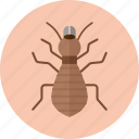 animal, insect, termite 