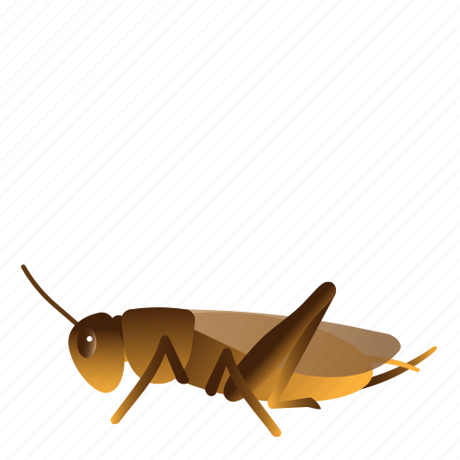 Bug, cricket, insect, rhaphidophoridae icon - Download on Iconfinder