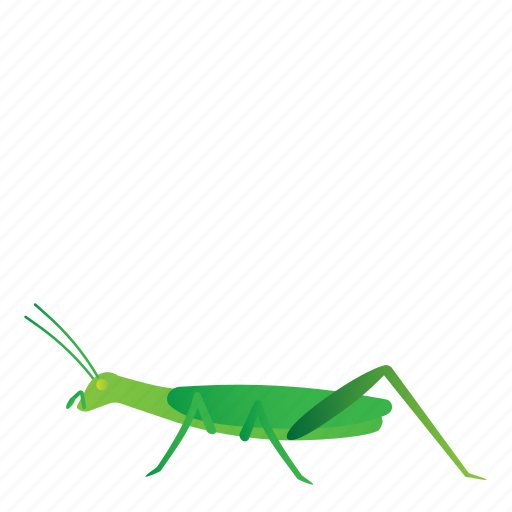 Bug, caelifera, insect icon - Download on Iconfinder