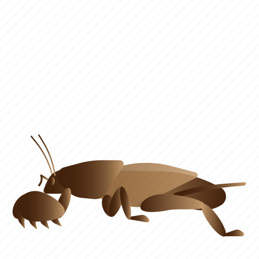 Bug, gryllotalpidae, insect, mole cricket, orthoptera icon - Download on Iconfinder