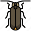firefly, animal, kingdom, wings, insect, bug 
