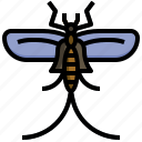 mayfly, bug, fly, entomology, insect, animal