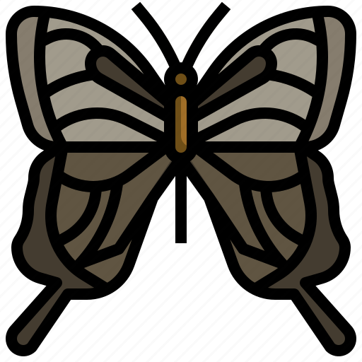Papilio, machaon, insect, collecting, entomology, bug, butterfly icon - Download on Iconfinder