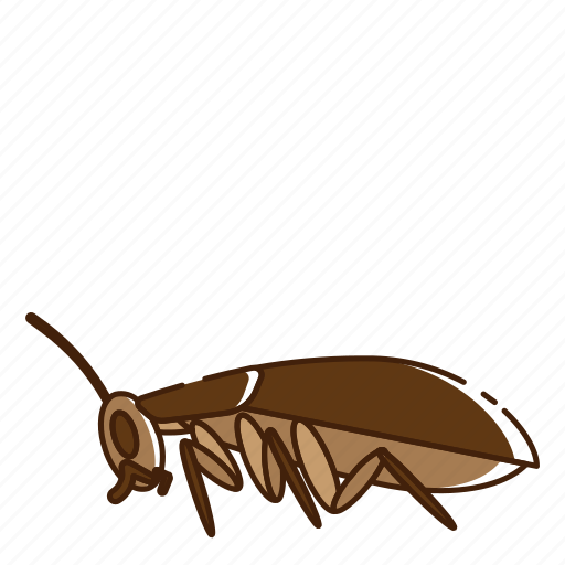Bug, cockroach, fly, insect icon - Download on Iconfinder