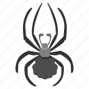 bug, insector, spider, tarantula