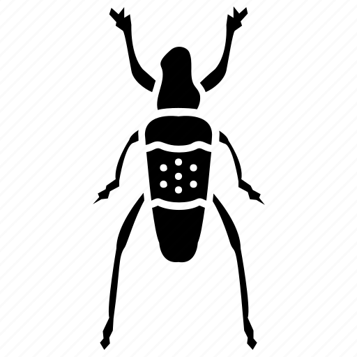 Blister beetle, dung beetle, insect, prejudicial insect, scarab beetle icon - Download on Iconfinder