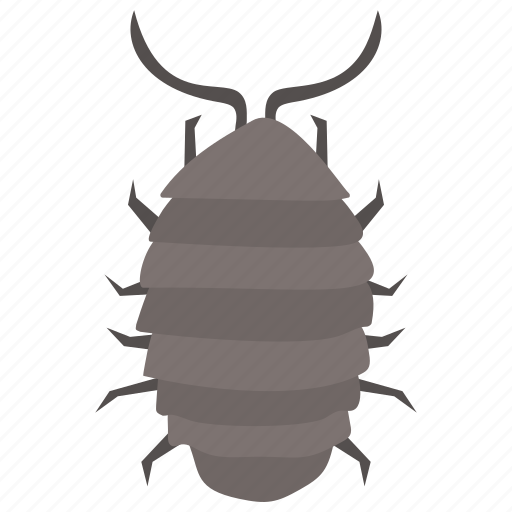 Dung beetle, insect, prejudicial insect, rhinoceros beetle, scarab beetle icon - Download on Iconfinder