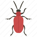 beetle, insect, pest, water bug, water insect