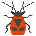 beetle, blattaria, bug, cockroach, insect