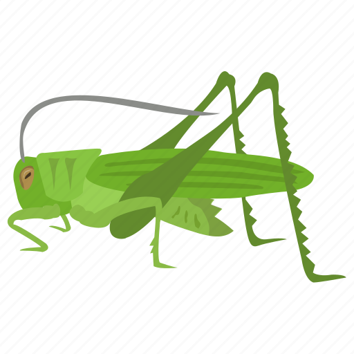 Animal, grasshopper, insect, invertebrates, tropical insect icon - Download on Iconfinder