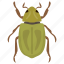 beetle, dung beetle, insect, prejudicial insect, scarab beetle 