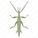 animal, grasshopper, insect, invertebrates, tropical insect