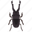 dung beetle, insect, prejudicial insect, scarab beetle, stag beetle 