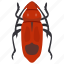 beetle, blattaria, bug, cockroach, insect 