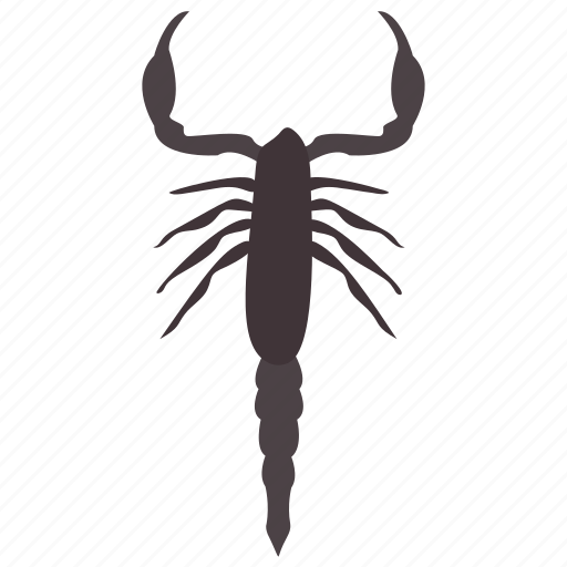 Animal, insect, invertebrates, scorpion, sting insect icon - Download on Iconfinder