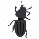 blister beetle, dung beetle, insect, prejudicial insect, scarab beetle