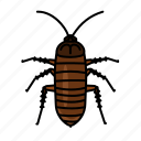 cockroach, insect, pest, nymph, bombaycanary, animal, entomology