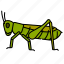 cricket, entomology, insects, animal, pest, grasshopper 