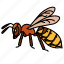 hornet, pest, entomology, insects, animal, wasp, stings 