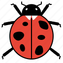 ladybugs, ladybird, beetles, animal, insects, coleoptera, entomology, bug