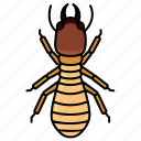 termite, soldier, insect, animal, pest