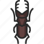 beetle, ookuwagata, stag beetle 