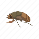 animal, bug, cicada, flying bug, insect, pest