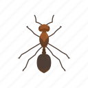 animal, ant, bug, fire ant, insects, invertebrates, red ant