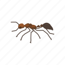 animal, ant, bug, fire ant, insects, invertebrates, red ant