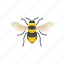 animal, bee, beeswax, flying insect, insect, invertebrates, wasp 