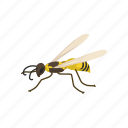 animal, bee, beeswax, flying insect, insect, invertebrates, wasp