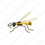 animal, bee, beeswax, flying insect, insect, invertebrates, wasp 