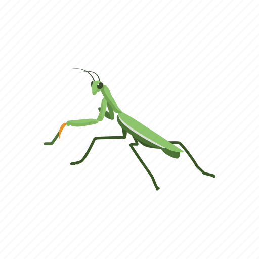 Animal, grass insect, grasshopper, insect, mantis, pest icon - Download on Iconfinder