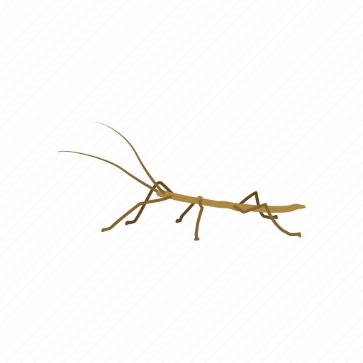 Bug stick, cricket, insect, leaf insect, pest, stick-bug icon - Download on Iconfinder