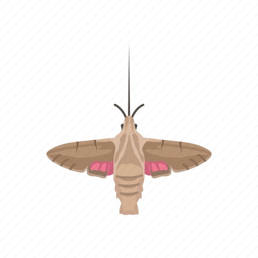 Animal, clearwing moth, hummingbird, hummingbird moth, insects, moth icon - Download on Iconfinder