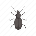 animal, beetle, bug, darkling beetle, insect, pest, scarab