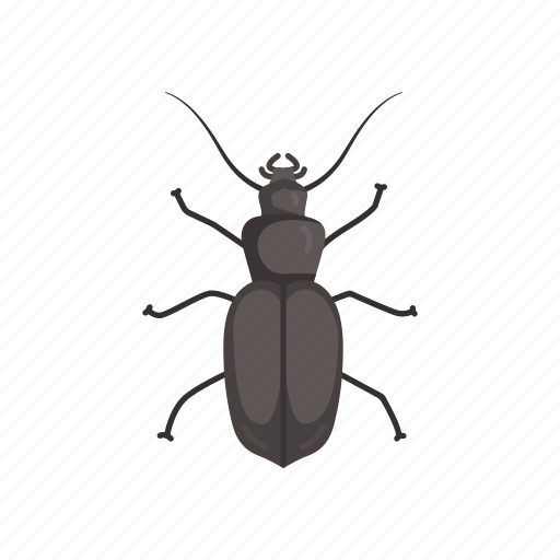 Animal, beetle, bug, darkling beetle, insect, pest, scarab icon - Download on Iconfinder