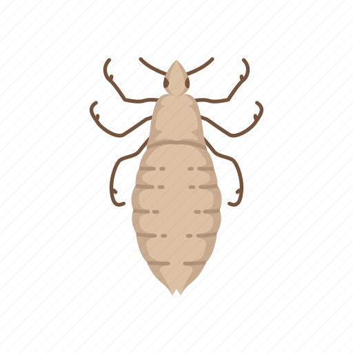 Animal, blood-feeding insects, body lice, head lice, insects, parasite icon - Download on Iconfinder
