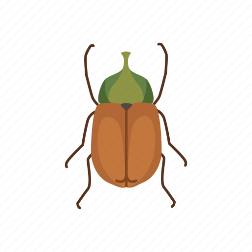Animal, beetle, bug, flower chafer, insect, pest, scarab icon - Download on Iconfinder