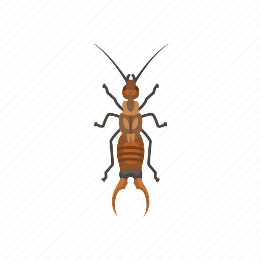 Animal, bug, earwig, insect, invertebrates, pest icon - Download on Iconfinder
