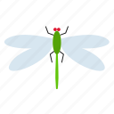 dragonfly, fly, insect