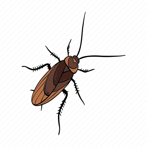 Animal, arthropod, beetle, bug, cockroach, insect icon - Download on Iconfinder