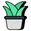 indoor plant, decorative plant, houseplant, potted plant, aloe vera 
